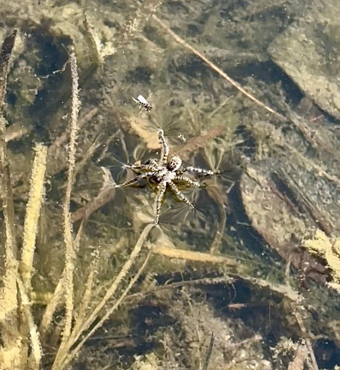 어리별늑대거미